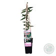 BLOOMIQUE - Lot de 2 - Lonicera henryi - Chèvrefeuille - Orange et rouge - H. 50-70 cm - P. 15 cm - vignette