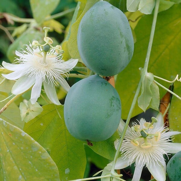 BLOOMIQUE - Lot de 2 - Passiflora 'Constance Elliott' - Fleur de la passion - Blanche - H. 50-70 cm - P. 15 cm - large