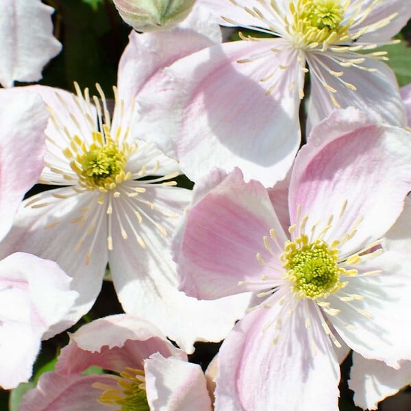 BLOOMIQUE - Lot de 2 - Clematis montana 'Tetrarose' - Clématite rose - H. 50-70 cm - P. 15 cm - large