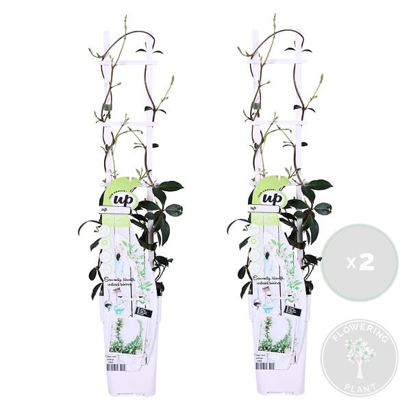 BLOOMIQUE - Lot de 2 - Trachelospermum jasminoides - Jasmin étoilé blanc - H. 50-70 cm - P. 15 cm - large