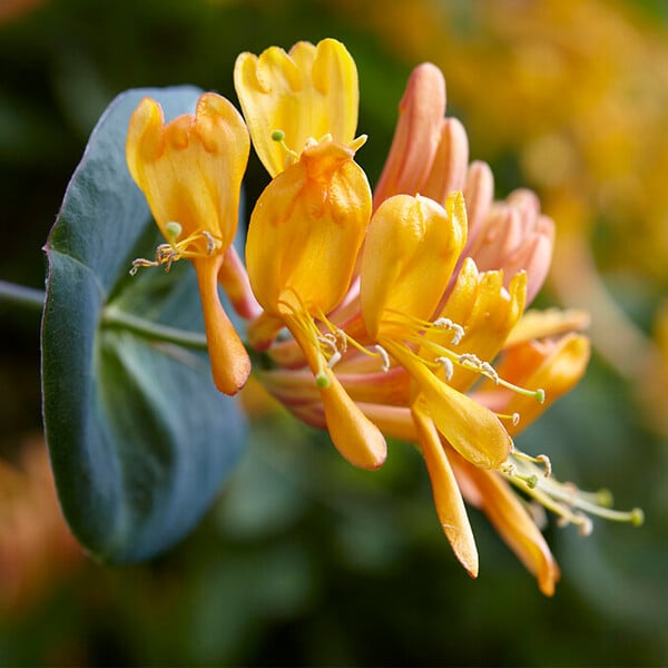 BLOOMIQUE - Lonicera Tellmanniana - Chèvrefeuille arbustif - Orange - Plantes grimpantes - P. 15cm - H. 70-80 cm - large