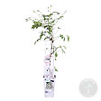 BLOOMIQUE - Clematis montana 'Tetrarose' - Clématite rose - Plantes grimpantes - H. 50-70 cm - P. 15 cm - vignette