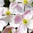 BLOOMIQUE - Clematis montana 'Tetrarose' - Clématite rose - Plantes grimpantes - H. 50-70 cm - P. 15 cm - vignette
