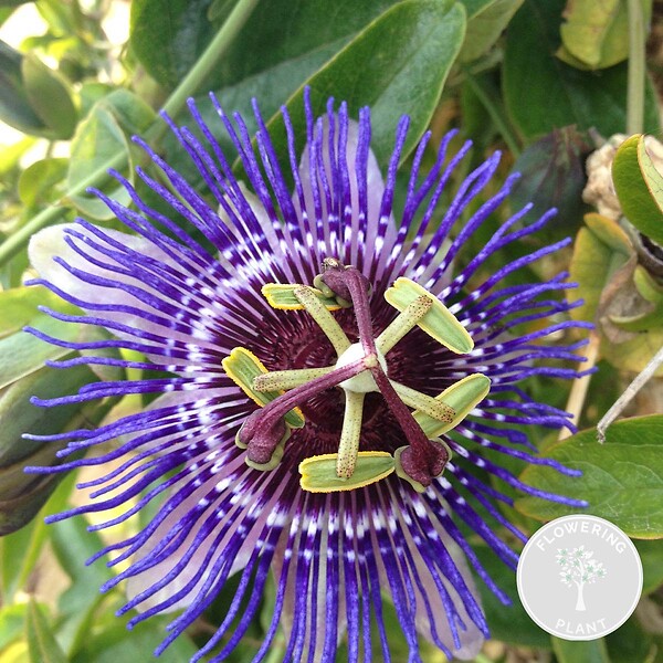 BLOOMIQUE - Passiflora 'Purple Haze' - Fleur de la passion - Violette - H. 50-70 cm - P. 15 cm - large