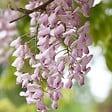 BLOOMIQUE - Wisteria floribunda 'Rosea' - Glycine rose - Plantes grimpantes - H. 50-70 cm - P. 15 cm - vignette