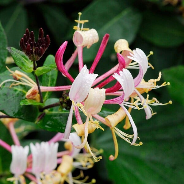 BLOOMIQUE - Lonicera henryi - Chèvrefeuille - Orange et rouge - Plantes grimpantes - H. 50-70 cm - P. 15 cm - large