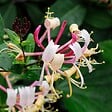 BLOOMIQUE - Lonicera henryi - Chèvrefeuille - Orange et rouge - Plantes grimpantes - H. 50-70 cm - P. 15 cm - vignette