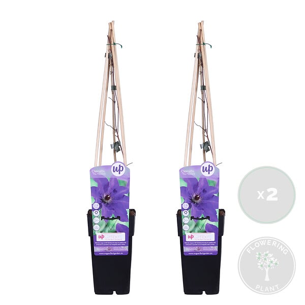 BLOOMIQUE - Lot de 2 - Clematis 'The President' - Clématite violette - H. 50-70 cm - P. 15 cm - large