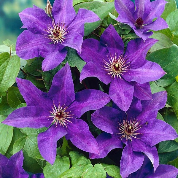 BLOOMIQUE - Lot de 2 - Clematis 'The President' - Clématite violette - H. 50-70 cm - P. 15 cm - large