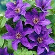 BLOOMIQUE - Lot de 2 - Clematis 'The President' - Clématite violette - H. 50-70 cm - P. 15 cm - vignette