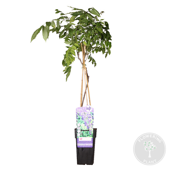 BLOOMIQUE - Wisteria sinensis 'Prolific' - Glycine bleue - Plantes grimpantes - H. 50-70 cm - P. 15 cm - large