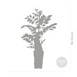 BLOOMIQUE - Wisteria sinensis 'Prolific' - Glycine bleue - Plantes grimpantes - H. 50-70 cm - P. 15 cm - vignette