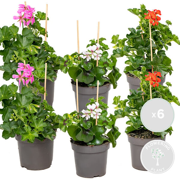 BLOOMIQUE - Lot de 6 - Pelargonium Peltatum - Géraniums retombants - H. 15-20 cm - P. 10,5 cm - large