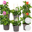 BLOOMIQUE - Lot de 6 - Pelargonium Peltatum - Géraniums retombants - H. 15-20 cm - P. 10,5 cm - vignette