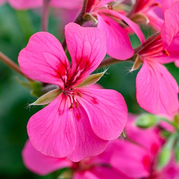 BLOOMIQUE - Lot de 6 - Pelargonium Peltatum - Géraniums retombants - H. 15-20 cm - P. 10,5 cm - large