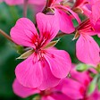 BLOOMIQUE - Lot de 6 - Pelargonium Peltatum - Géraniums retombants - H. 15-20 cm - P. 10,5 cm - vignette
