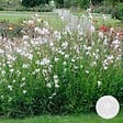 BLOOMIQUE - Gaura Lindheimeri - Gaura - Plantes de jardin - Rustique - H. 10-20 cm - P. 9x9 cm - vignette