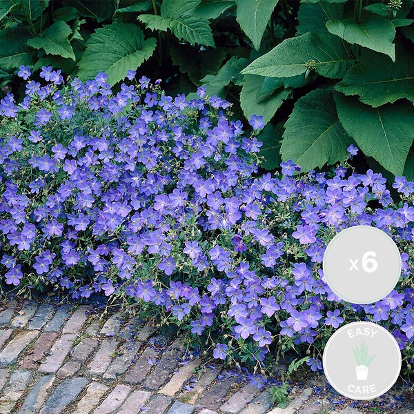 BLOOMIQUE - Lot de 6 - Geranium Johnsons Blue - Géranium vivace - Fleurs bleues - H. 10-20 cm - P. 9x9 cm - large