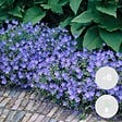 BLOOMIQUE - Lot de 6 - Geranium Johnsons Blue - Géranium vivace - Fleurs bleues - H. 10-20 cm - P. 9x9 cm - vignette