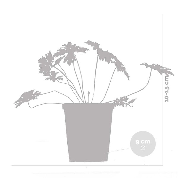 BLOOMIQUE - Lot de 6 - Geranium Johnsons Blue - Géranium vivace - Fleurs bleues - H. 10-20 cm - P. 9x9 cm - large