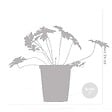 BLOOMIQUE - Lot de 6 - Geranium Johnsons Blue - Géranium vivace - Fleurs bleues - H. 10-20 cm - P. 9x9 cm - vignette