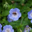 BLOOMIQUE - Lot de 6 - Geranium Johnsons Blue - Géranium vivace - Fleurs bleues - H. 10-20 cm - P. 9x9 cm - vignette