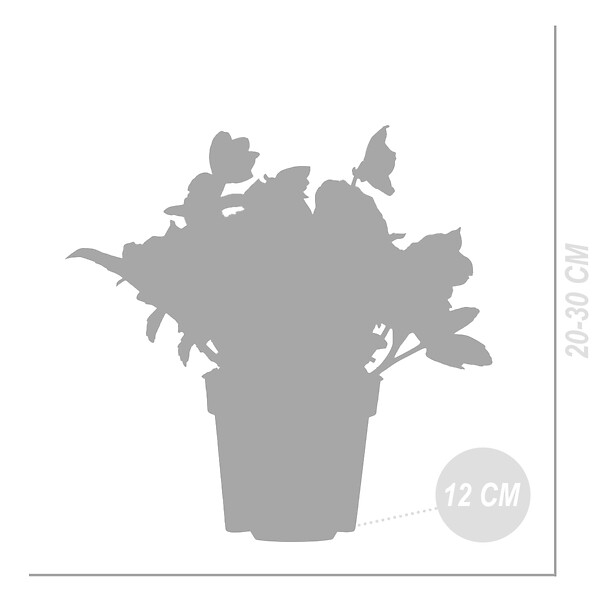 BLOOMIQUE - Lot de 6 - Helleborus Niger Christmas Carol - Rose de Noël - H. 20-30 cm - P. 12 cm - large