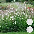 BLOOMIQUE - Lot de 6 - Gaura Lindheimeri - Gaura - Plantes de jardin - Rustique - H. 10-20 cm - P. 9x9 cm - vignette