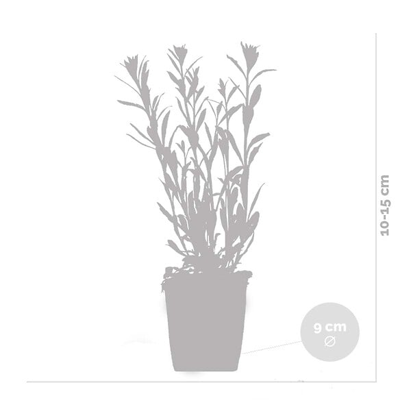 BLOOMIQUE - Lot de 6 - Gaura Lindheimeri - Gaura - Plantes de jardin - Rustique - H. 10-20 cm - P. 9x9 cm - large