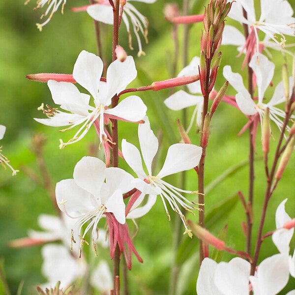 BLOOMIQUE - Lot de 6 - Gaura Lindheimeri - Gaura - Plantes de jardin - Rustique - H. 10-20 cm - P. 9x9 cm - large