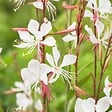 BLOOMIQUE - Lot de 6 - Gaura Lindheimeri - Gaura - Plantes de jardin - Rustique - H. 10-20 cm - P. 9x9 cm - vignette