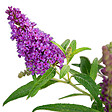 BLOOMIQUE - Buddleja Butterfly Little Purple - Arbre aux papillons - Plantes de jardin - H. 30-40 cm - P. 19 cm - vignette