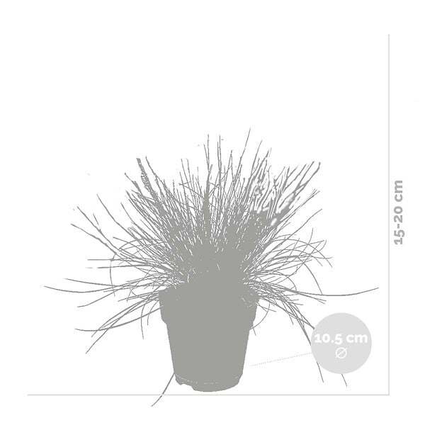BLOOMIQUE - Lot de 6 - Festuca Glauca Compacta Blue - Fétuque Bleue - H. 20-30 cm - P. 10,5 cm - large