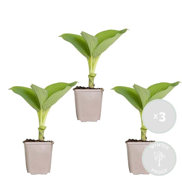 BLOOMIQUE - Lot de 3 - Hosta Sieboldiana 'Elegans' - Hosta - Plantes de jardin - H. 10-20 cm - P. 9x9 cm - large