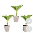 BLOOMIQUE - Lot de 3 - Hosta Sieboldiana 'Elegans' - Hosta - Plantes de jardin - H. 10-20 cm - P. 9x9 cm - vignette