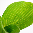 BLOOMIQUE - Lot de 3 - Hosta Sieboldiana 'Elegans' - Hosta - Plantes de jardin - H. 10-20 cm - P. 9x9 cm - vignette