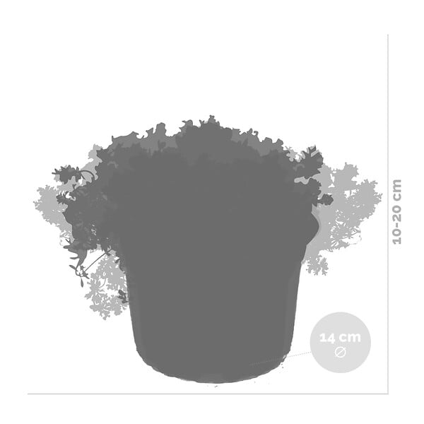 BLOOMIQUE - Lot de 6 - Sedum - Orpin - Plantes de jardin - Résistante au gel - H. 10-15 cm - P. 14 cm - large
