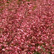 BLOOMIQUE - Lot de 6 - Heuchera Sanguinea 'Splendens' - Heuchère - Plantes de jardin - H. 10-20 cm - P. 9x9 cm - vignette
