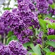 BLOOMIQUE - Syringa 'Bloomerang Dark Purple' - Lilas - Floraison violette - H. 40-50 cm - P. 19 cm - vignette