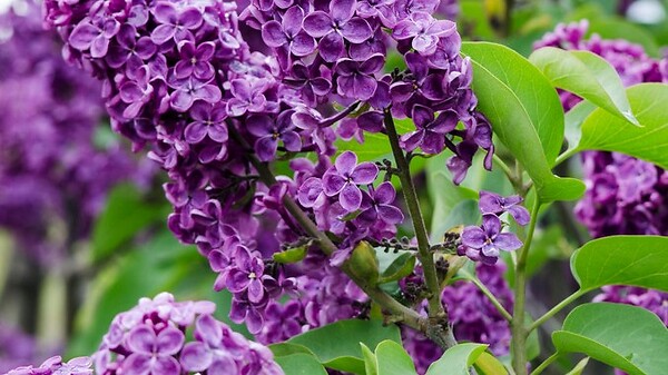 BLOOMIQUE - Syringa 'Bloomerang Dark Purple' - Lilas - Floraison violette - H. 40-50 cm - P. 19 cm - large