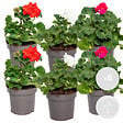 BLOOMIQUE - Lot de 6 - Pelargonium Zonale - Géraniums dressés - Plantes de jardin - H. 15-20 cm - P. 10,5 cm - vignette