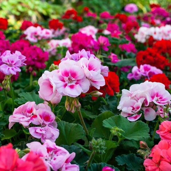 BLOOMIQUE - Lot de 6 - Pelargonium Zonale - Géraniums dressés - Plantes de jardin - H. 15-20 cm - P. 10,5 cm - large