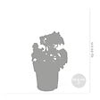 BLOOMIQUE - Lot de 6 - Pelargonium Zonale - Géraniums dressés - Plantes de jardin - H. 15-20 cm - P. 10,5 cm - vignette
