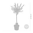 BLOOMIQUE - Lot de 2 - Salix integra 'Flamingo' - Saule panaché - Plantes de jardin - H. 60-80 cm - P. 17 cm - vignette