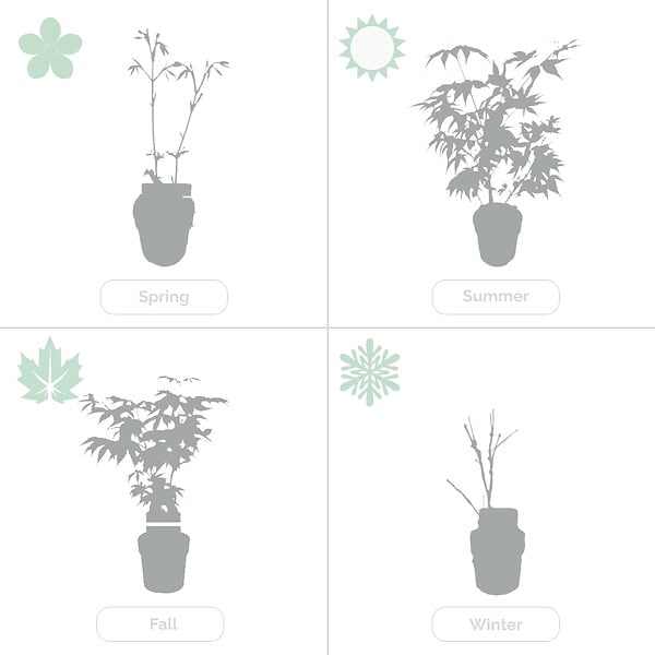 BLOOMIQUE - Lot de 2 - Salix integra 'Flamingo' - Saule panaché - Plantes de jardin - H. 60-80 cm - P. 17 cm - large