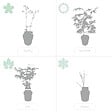 BLOOMIQUE - Lot de 2 - Salix integra 'Flamingo' - Saule panaché - Plantes de jardin - H. 60-80 cm - P. 17 cm - vignette