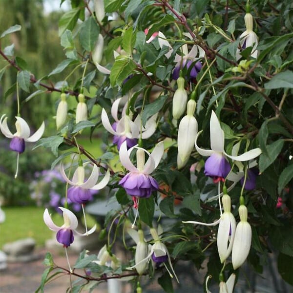 BLOOMIQUE - Lot de 3 - Fuchsia Delta Sarah - Fuchsiatte - Plantes de jardin - Résistante à l'hiver - P. 9 cm - large