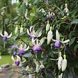 BLOOMIQUE - Lot de 3 - Fuchsia Delta Sarah - Fuchsiatte - Plantes de jardin - Résistante à l'hiver - P. 9 cm - vignette