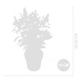 BLOOMIQUE - Buddleja Butterfly Little Ruby - Arbre aux papillons - Plantes de jardin - H. 30-40 cm - P. 19 cm - vignette