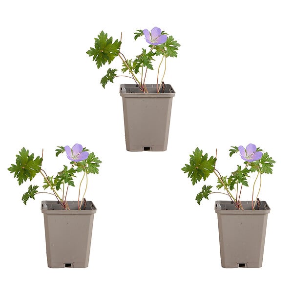 BLOOMIQUE - Lot de 3 - Geranium Johnsons Blue - Géranium vivace - Fleurs bleues - H. 10-20 cm - P. 9x9 cm - large